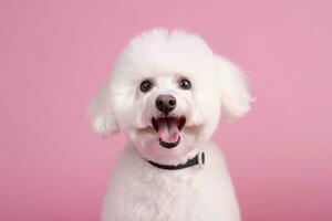 Happy Bichon Frise dog on pink background. AI generated. photo