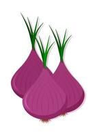 Vector illustration of red onion fresh vegetable. Delicious healthy food