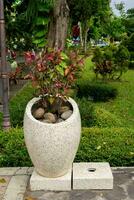 Plant decoration on pot in garden. Tropical floral photo