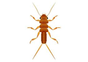 Stonefly Nymph Insect Vector Art Isolated on White Background