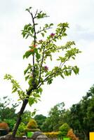 Bougainvillea flower plant branch in garden photo