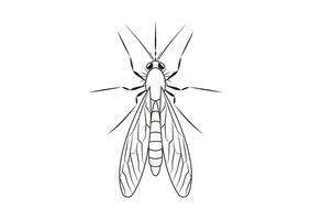 Black and White Mosquito Clipart. Coloring Page of a Mosquito vector