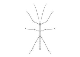 Black and White Walkingstick Clipart Vector isolated on White Background. Coloring Page of a Walkingstick