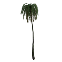 palm tree on transparent background png