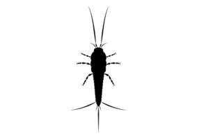 Black and White Thysanura Insect Vector Clipart