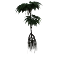 paume arbre sur transparent Contexte png