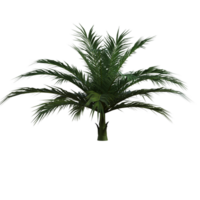 palm tree on transparent background png