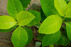 Natural green leaves and branch photo