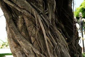 Big tree trunk with spreading roots photo