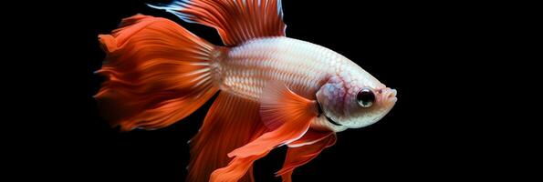 Aquatic Elegance - Stunning Detail of Betta Fish on Black Background. Generative AI, photo