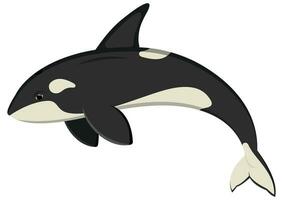 Ocean orca cartoon character. Vector illustration of killer whale isolated on white background