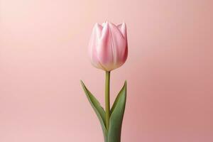 Pink tulip flower and copy space on pink background AI Generated, AI Generative photo