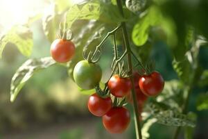 Close up of ripe tomatoes on green branch AI Generated photo