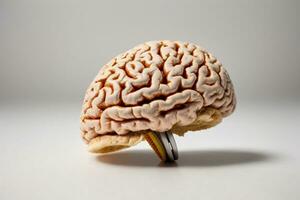 humano cerebro en blanco antecedentes. ai generado foto