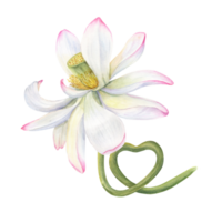 rosado loto flor con vástago curva en el forma de corazón. delicado floreciente agua lirio, agua lirio, indio loto, sagrado loto. acuarela ilustración. para Boda diseño, yoga centrar png