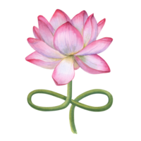 Pink blooming lotus flower with curving stem. Delicate Water Lily, Indian Lotus, Sacred Lotus. Stem imitates the lotus position. Watercolor illustration. For cosmetics packaging, spa center design png