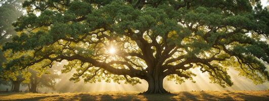 old oak tree foliage in morning light with sunlight. AI generated photo