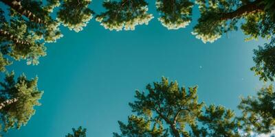 Looking up at the green tops of trees. AI generated photo