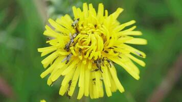 Flies on yellow flower close shot video