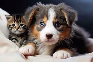 A close up of Shetland Sheepdog puppy and tabby kitten sitting on the grass Generative AI photo