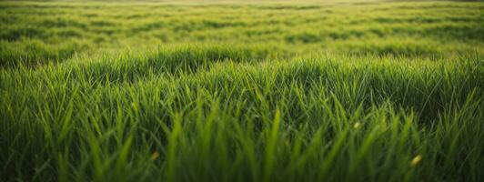 Lush green grass meadow background. AI generated photo