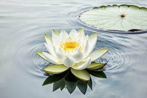 Zen flower lotus in water. AI generated photo