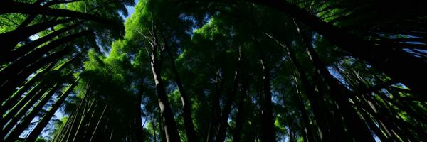 Looking up at the green tops of trees. AI generated photo