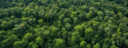 Forest and tree landscape texture abstract background, Aerial top view forest atmosphere area, Texture of forest view from above, Ecosystem and healthy ecology environment concepts.. AI generated photo