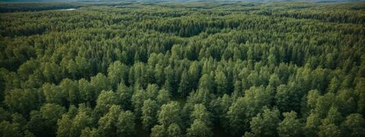 Aerial top view of summer green trees in forest in rural Finland.. AI generated photo