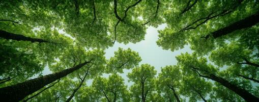 Looking up at the green tops of trees. AI generated photo