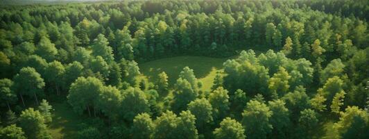 Aerial top view of summer green trees in forest in rural Finland.. AI generated photo