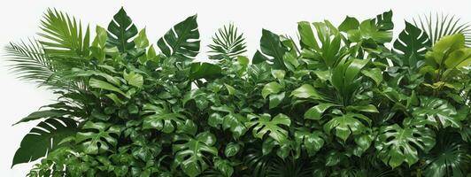 Tropical leaves foliage plant jungle bush floral arrangement nature backdrop isolated on white background, clipping path included.. AI generated photo