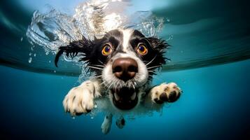 linda negro y blanco frontera collie perro nadando submarino en un piscina. foto