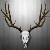 Realistic Deer Skull and Antlers Hanging on Wall, Vector Illustration