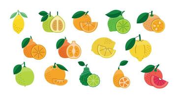 agrios frutas comida Alérgenos, ilustración conjunto en color vector, limón y naranja, pomelo y mandarín, Lima y bergamota, pomelo y calamondín, tangelo y naranja china, Ponkan y limetta, kombava vector