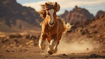 a Mini Pony Horse running over the desert photo