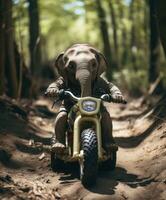 un linda bebé elefante en un mini bicicleta montando mediante un bosque foto