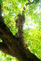 Green leafy tree trunks in the forest photo