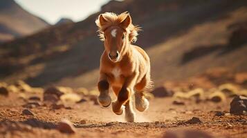 a Mini Pony Horse running over the desert photo