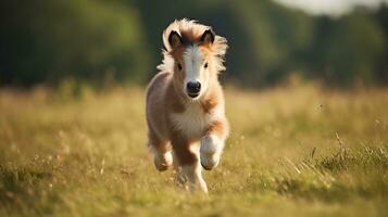 un mini poni caballo corriendo en el amplio césped foto