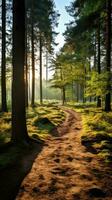 A forest with trees and a path in the morning with the sun shining on the street photo