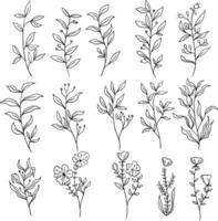 hand drawn floral illustration wild flower line art vector