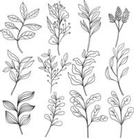 hand drawn floral illustration wild flower line art vector