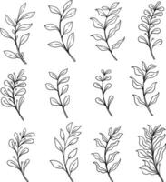 hand drawn floral illustration wild flower line art vector