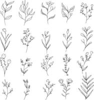 hand drawn floral illustration wild flower line art vector