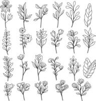 hand drawn floral illustration wild flower line art vector