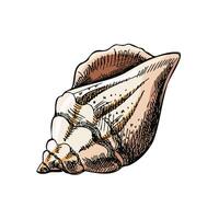 Hand drawn colored sketch of seashell, clam, conch. Scallop sea shell, sketch style vector illustration isolated on white background.