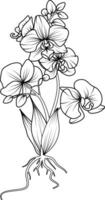 Orchid black and white vector drawing