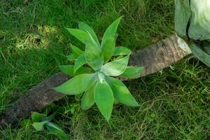 verde salvaje plantas en jardín foto