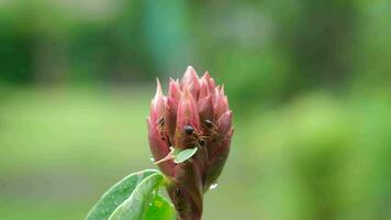 Close-up of black ants walking and eating red fruit flower seeds. video